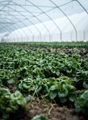 crops growing in greenhouse