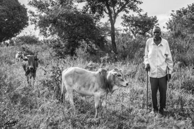 an elder with cows on an international project trip