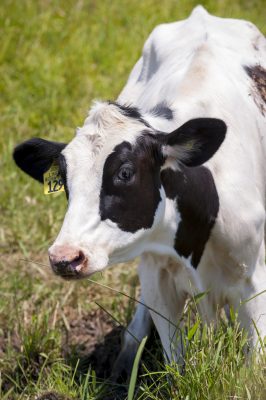 Dairy cows along horsebarn hill