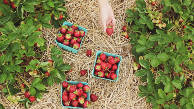 Baskets of strawberries in a field